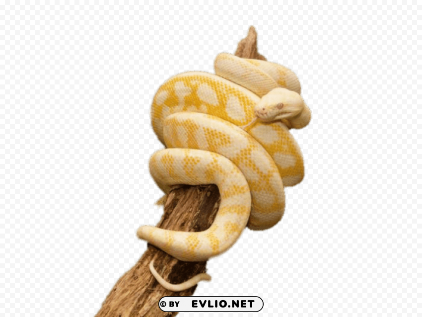 yellow python wrapped around trunk PNG Image with Clear Background Isolated