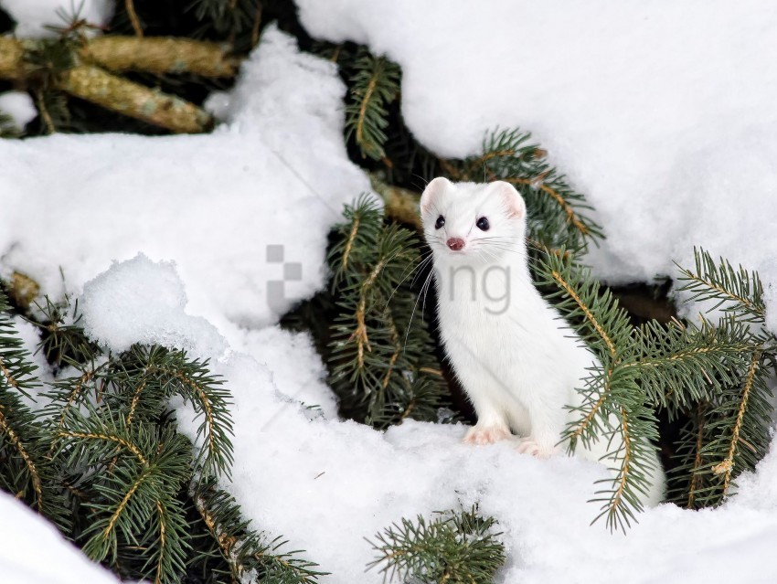 animal branch ermine snow winter wallpaper PNG with transparent bg