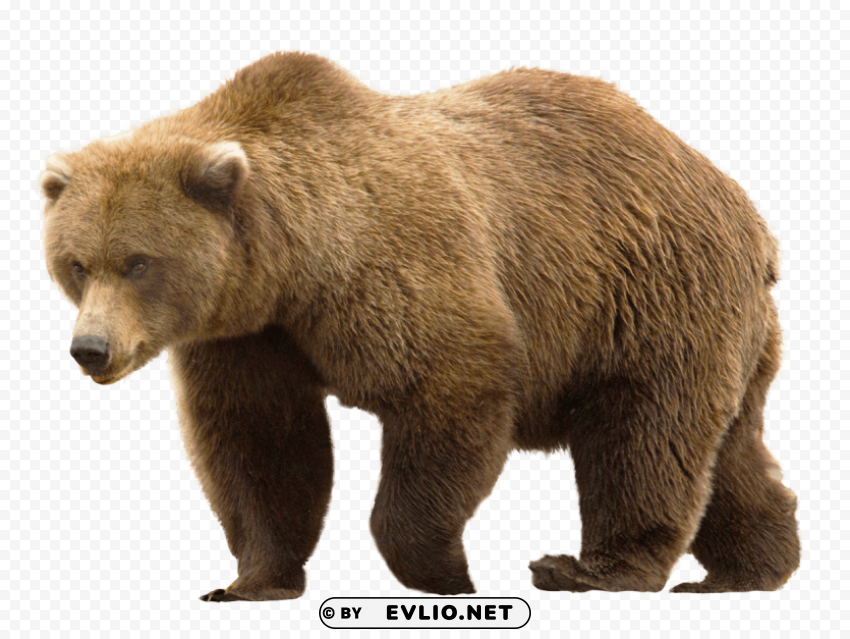 Bear Free Transparent Background PNG