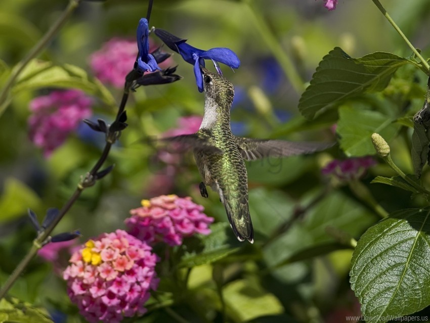 beautiful bird branch flowers flying hummingbird wallpaper PNG with transparent backdrop