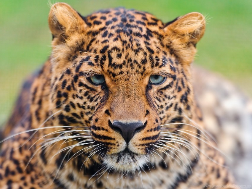 big cat carnivore color face leopard sad sight wallpaper Clear PNG graphics