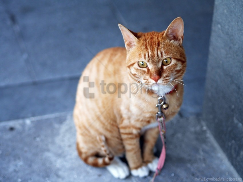 cat leash striped wallpaper PNG graphics with transparency