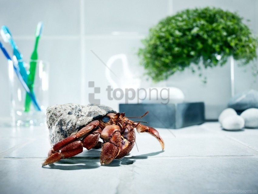 Climb Crab Feet Shell Wallpaper Clear Background PNG Images Diverse Assortment