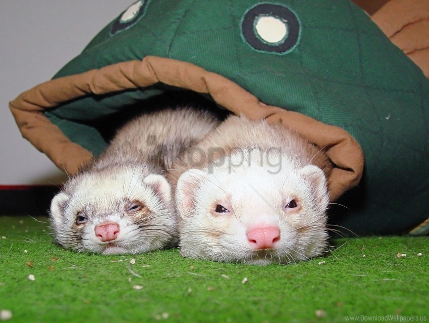 Couple Ferrets Sleeping Wallpaper HighResolution Transparent PNG Isolated Element