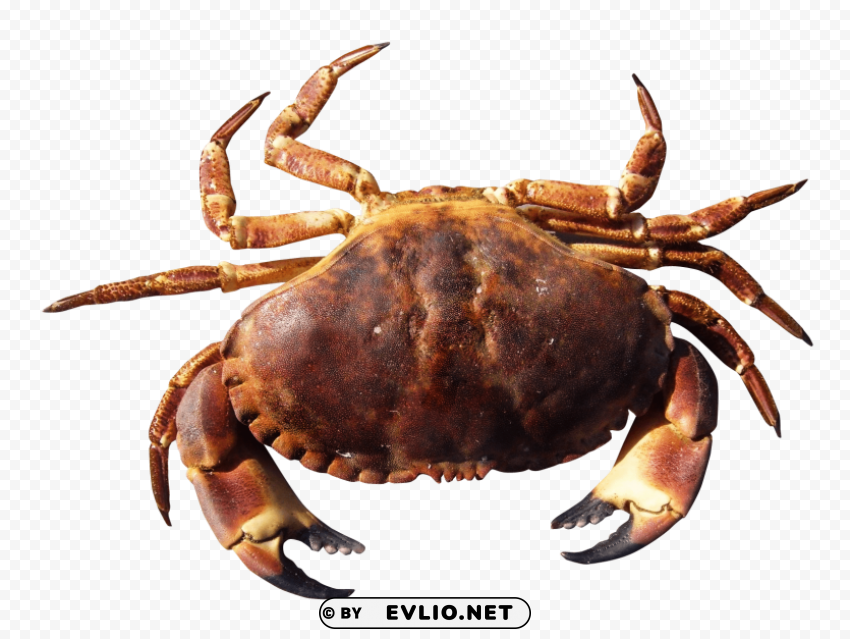 crab Isolated Character on Transparent PNG