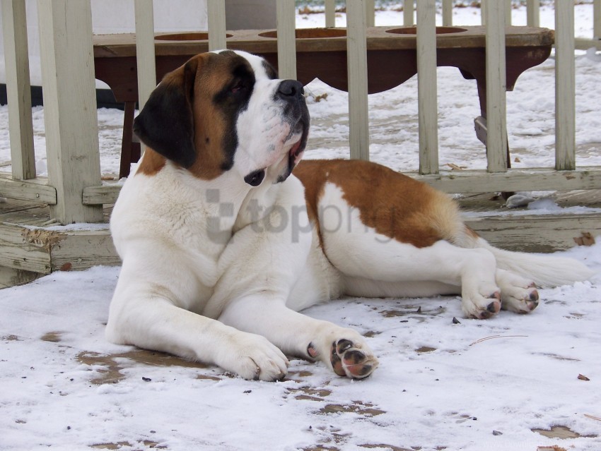 Dog Large Lying Snow St Bernard Wallpaper PNG Files With No Backdrop Pack