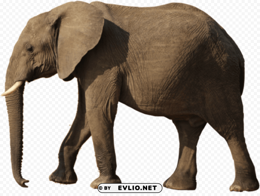 elephant Transparent PNG Isolation of Item