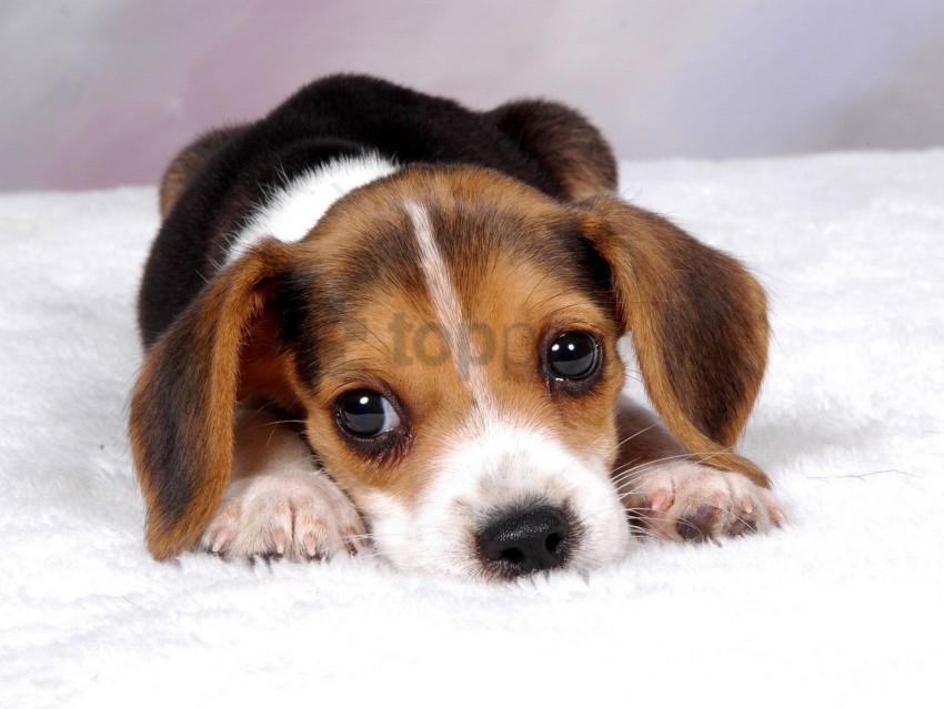 eyes lie down puppy snout spotted wallpaper Isolated Object on HighQuality Transparent PNG
