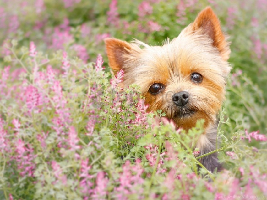 flowers muzzle puppy yorkshire terrier wallpaper PNG Image with Transparent Isolated Graphic