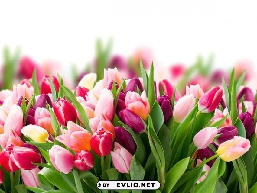 tulips Transparent PNG Isolated Element