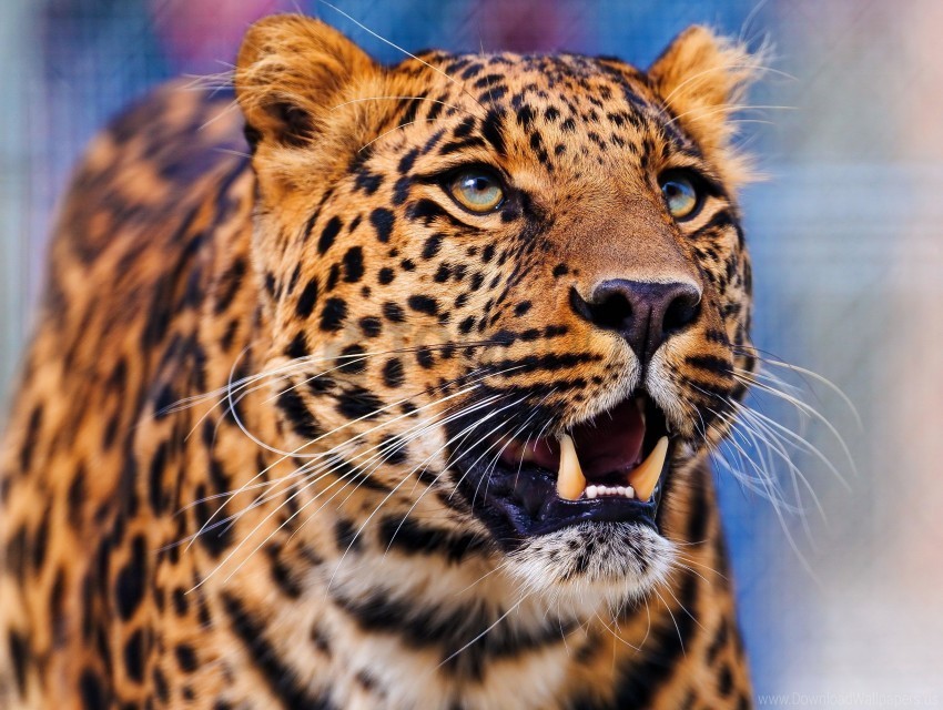 aggression leopard look muzzle predator wallpaper Clear PNG