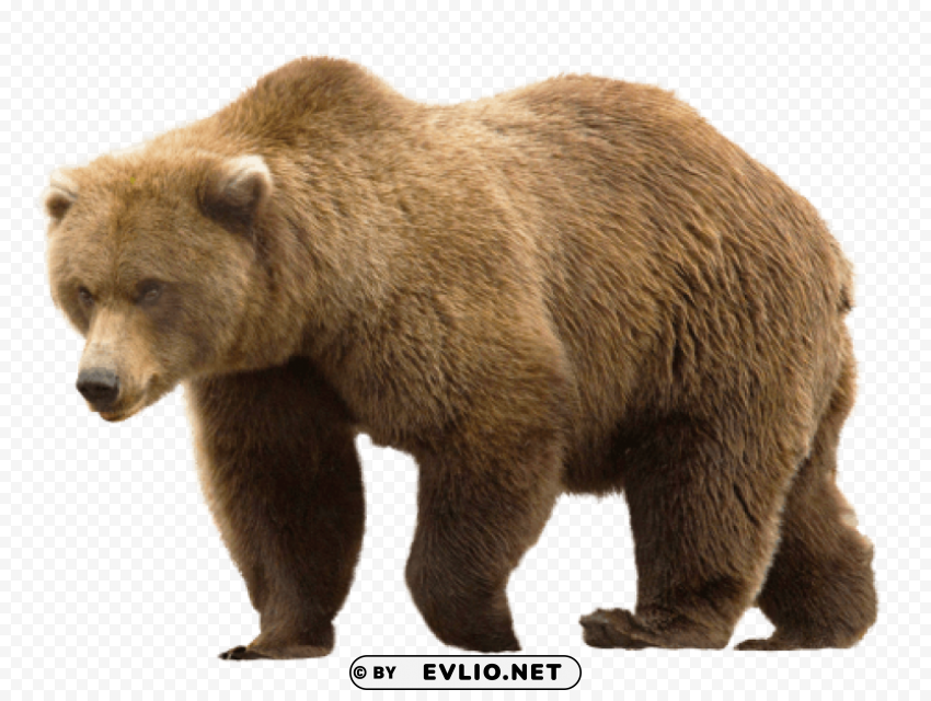 bear Isolated Graphic on Clear Transparent PNG