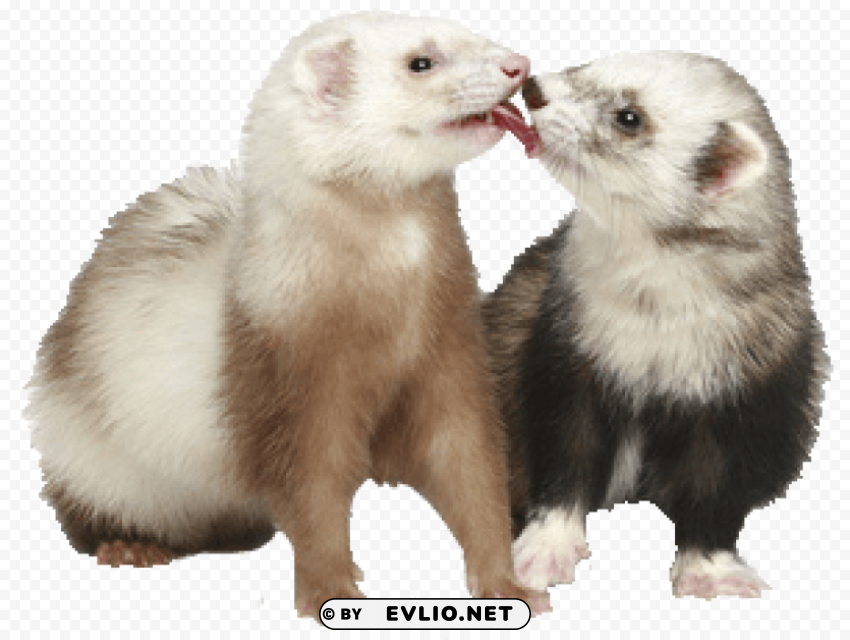 ferret Transparent Background PNG Isolated Design png images background - Image ID d82ce2d5