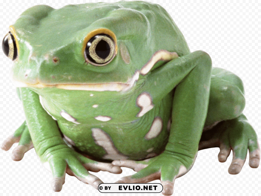 frog Isolated PNG Object with Clear Background