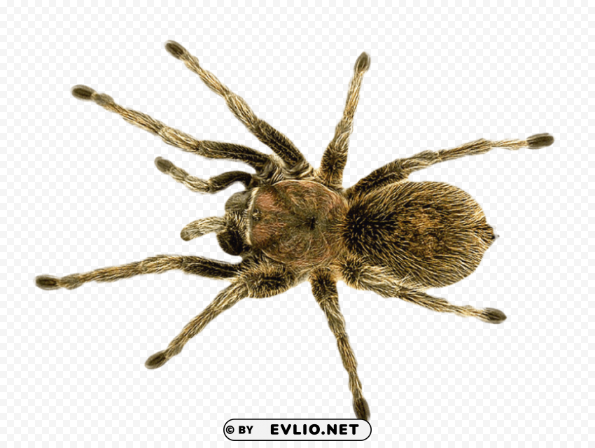 spider Isolated Character on HighResolution PNG