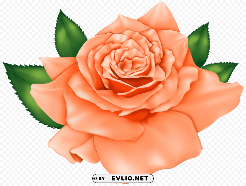 beautiful orange rose PNG graphics with clear alpha channel