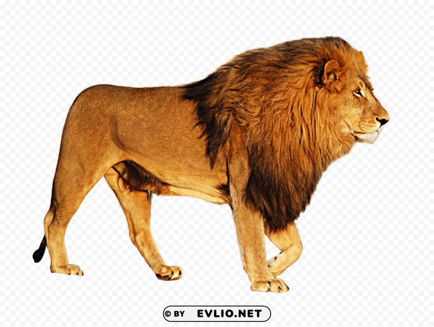 lion Clear PNG