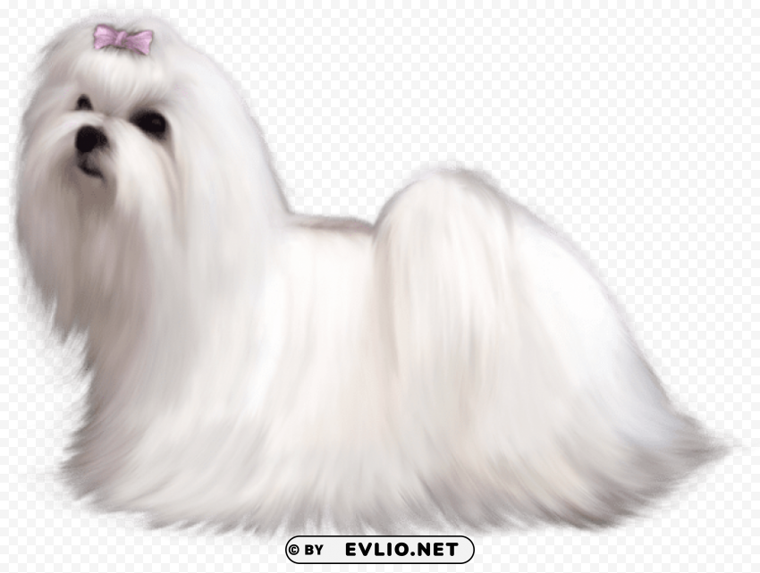 Painted Maltese Dogpicture Isolated Icon In HighQuality Transparent PNG