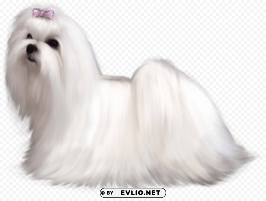 painted maltese dogpicture Isolated Icon in HighQuality Transparent PNG