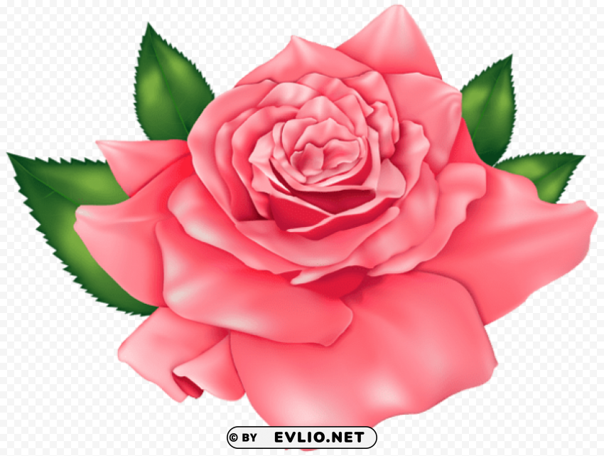 PNG image of pink beautiful rose HighResolution Transparent PNG Isolated Item with a clear background - Image ID e8b06381