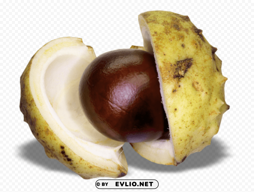 chestnut Isolated Element in HighQuality PNG