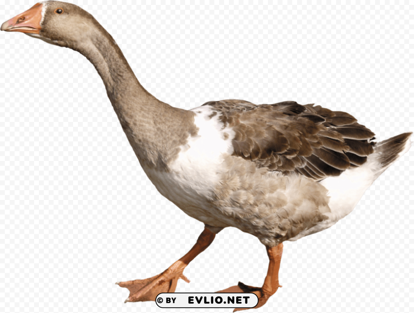 goose PNG for presentations