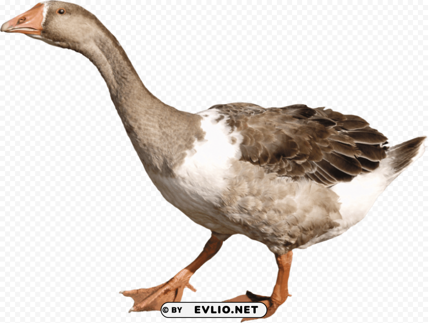 grey duck PNG images for merchandise