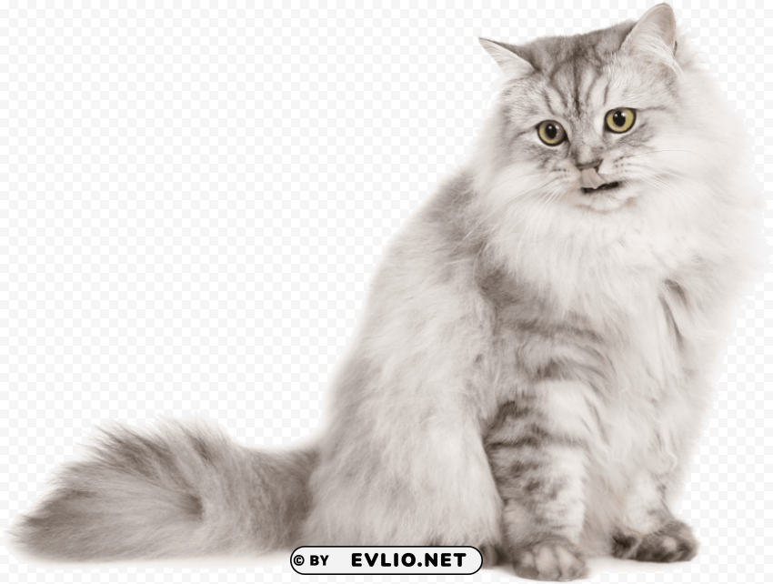 light colored cat PNG Object Isolated with Transparency PNG transparent with Clear Background ID fa21ee91