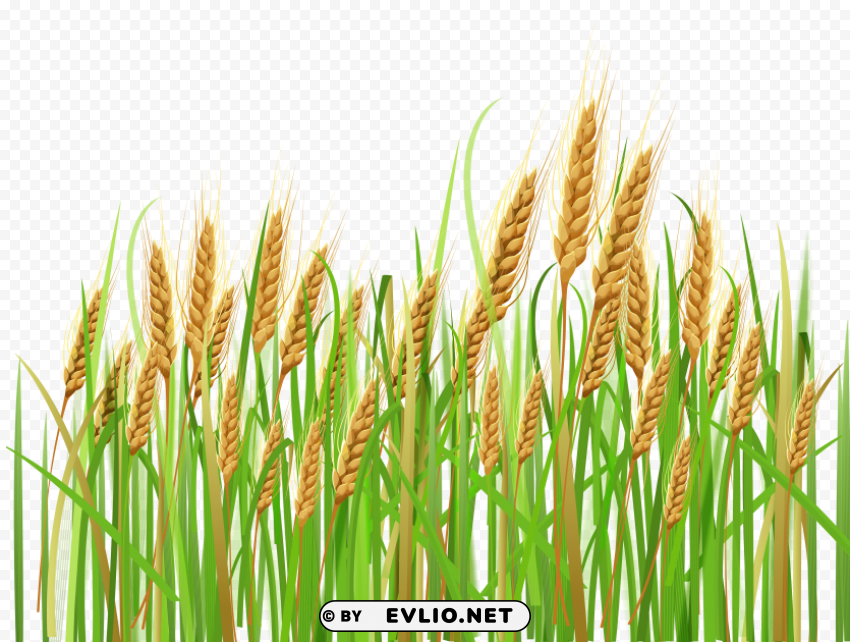 Wheat PNG Graphic Isolated with Transparency