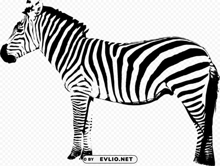 zebra Isolated Design Element in Clear Transparent PNG