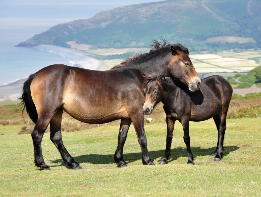 baby grass horse mountains wallpaper Isolated Item on Transparent PNG Format