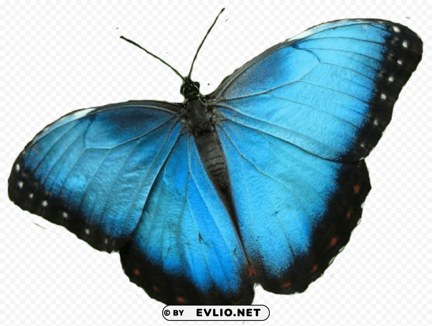 Blue Butterfly PNG Images With Alpha Transparency Selection