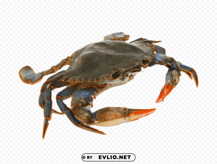 crab Isolated Artwork on Transparent Background PNG