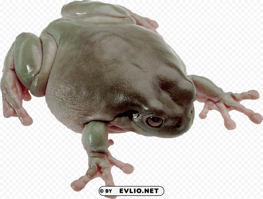 frog Isolated Graphic Element in HighResolution PNG