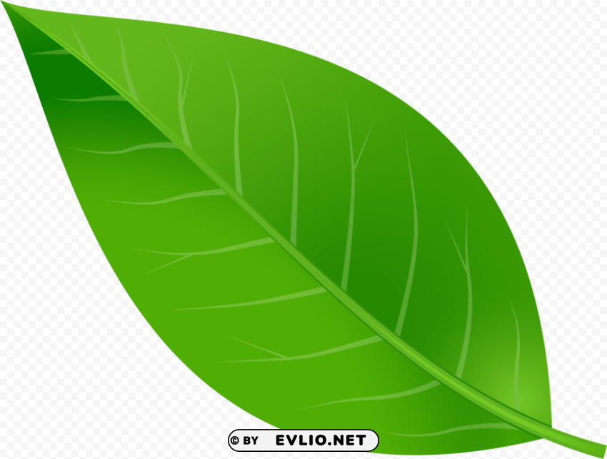 leaf Transparent PNG images extensive variety PNG transparent with Clear Background ID c84dbf43