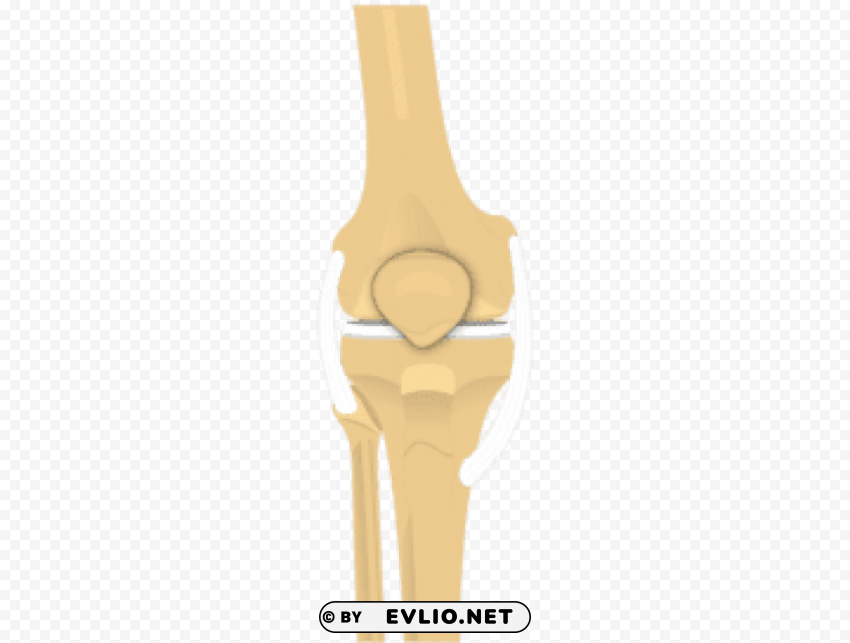 patella bone PNG pictures with no backdrop needed