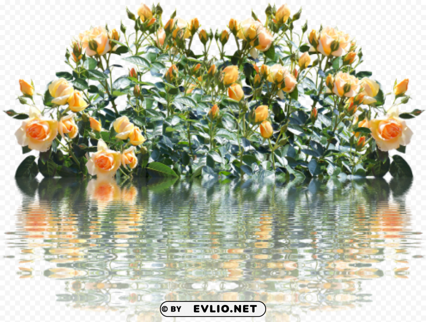 roses bush PNG Isolated Object with Clear Transparency