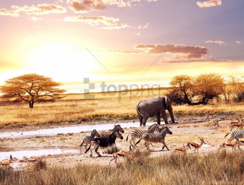 africa animals danger escape fear savannah wallpaper PNG images with transparent elements pack