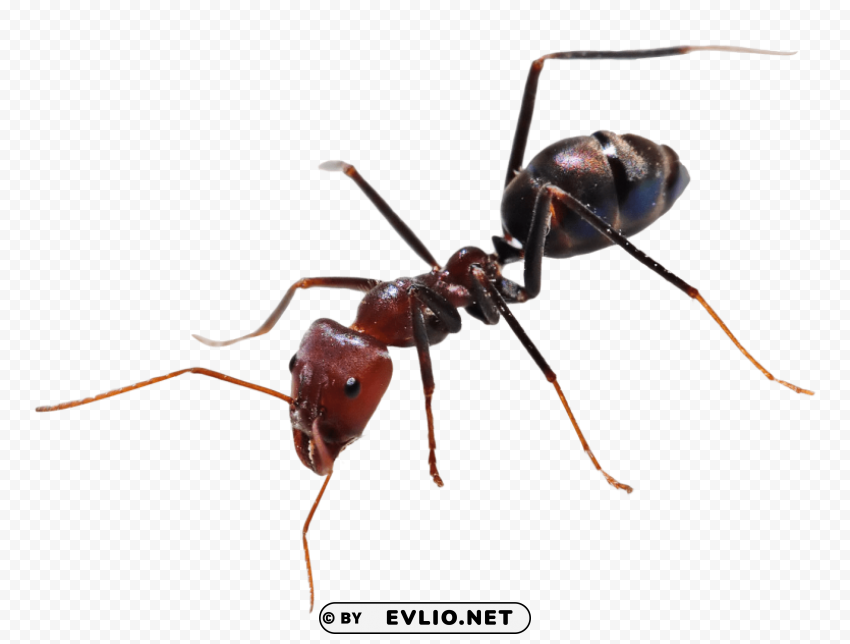 ant PNG graphics with alpha transparency broad collection
