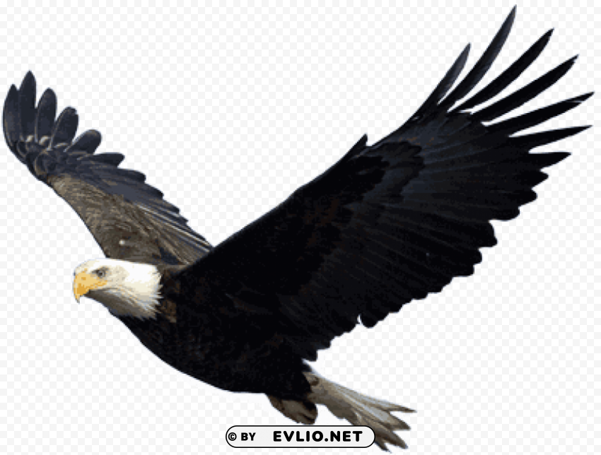 eagle PNG Image with Transparent Isolated Graphic Element