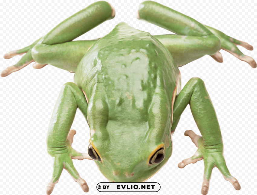 frog Isolated PNG Element with Clear Transparency