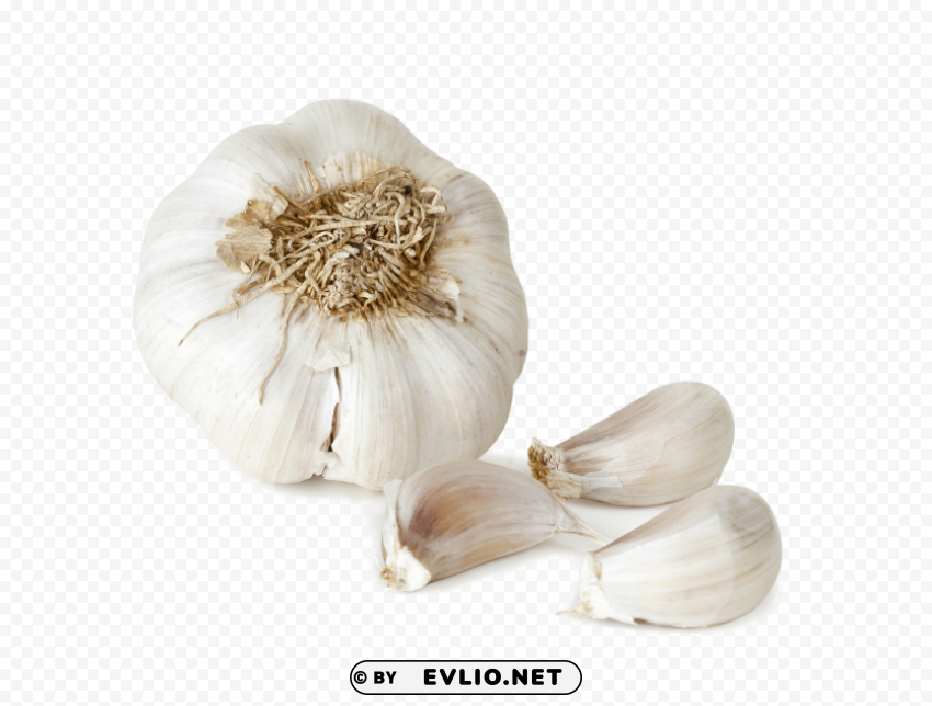 garlic file Clear PNG pictures free