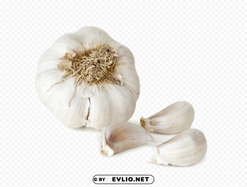 Garlic File Clear PNG Pictures Free