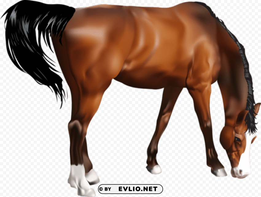 horse PNG for blog use