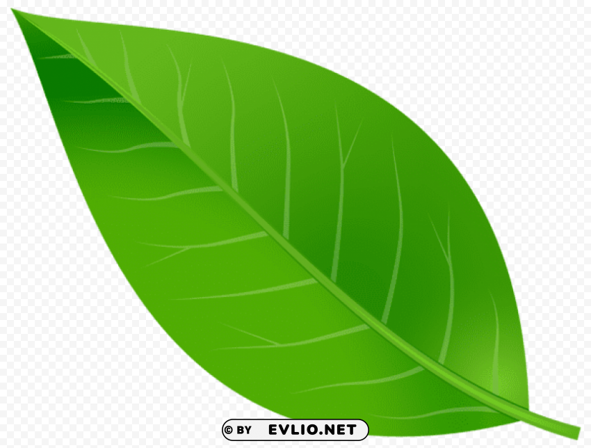 spring leaf Transparent PNG image free