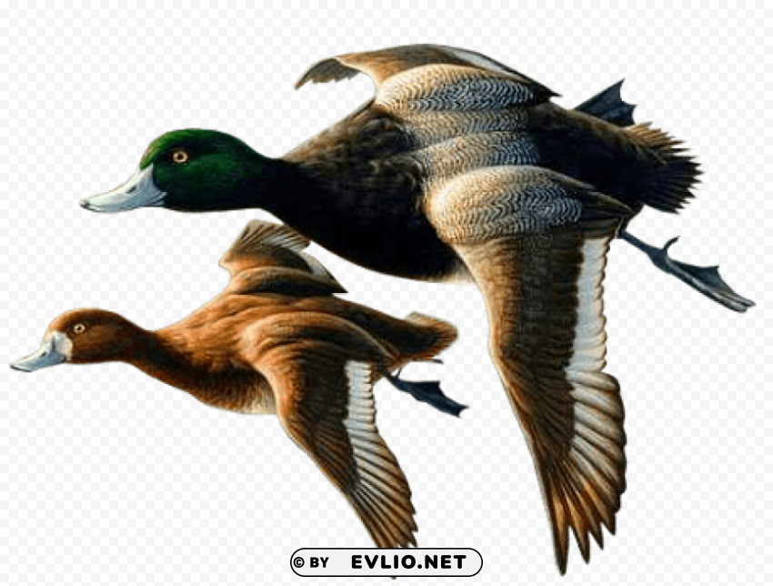 two ducks Free PNG images with transparent layers diverse compilation