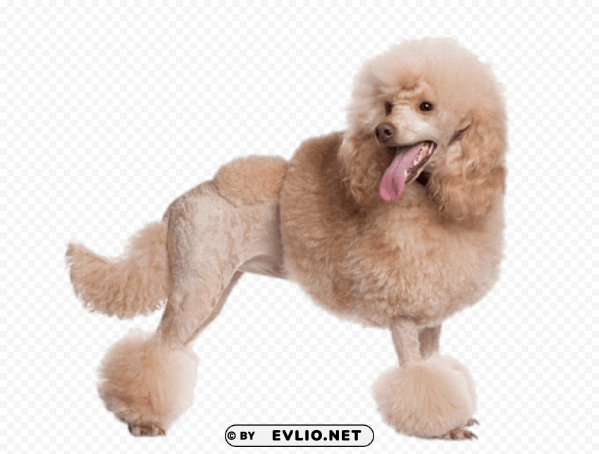 aprt poodle PNG images with alpha transparency wide collection