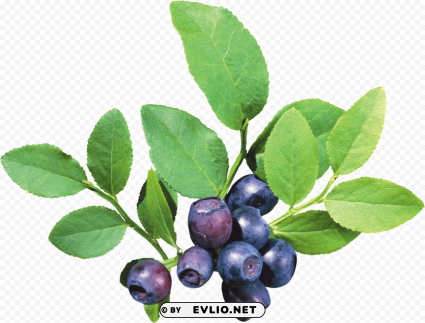 blueberries Isolated Object on Transparent PNG