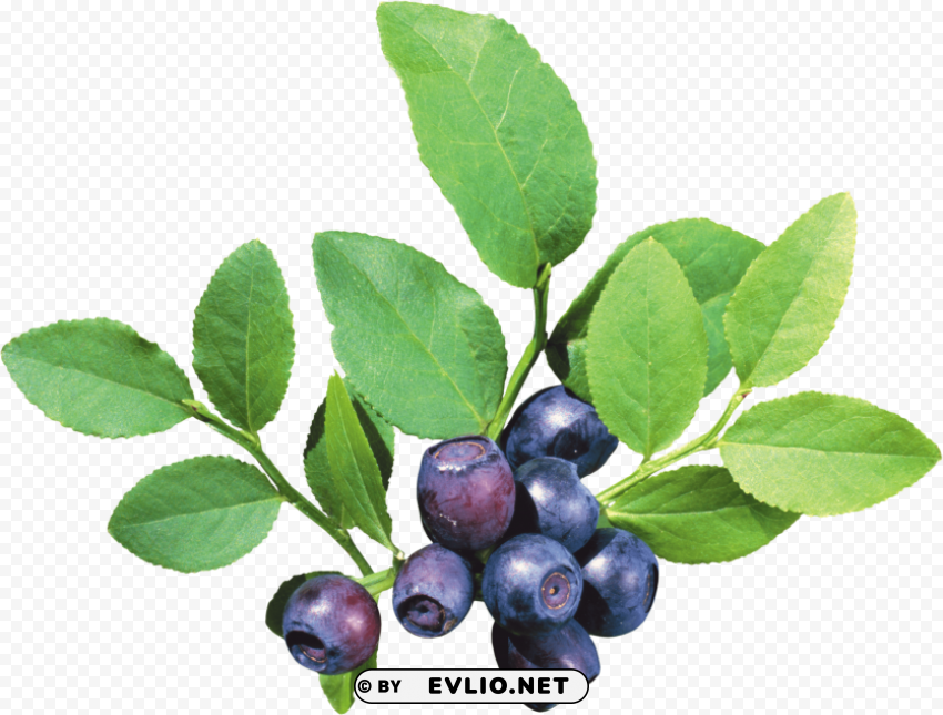 blueberrys Transparent graphics PNG PNG images with transparent backgrounds - Image ID e5e1aaf7