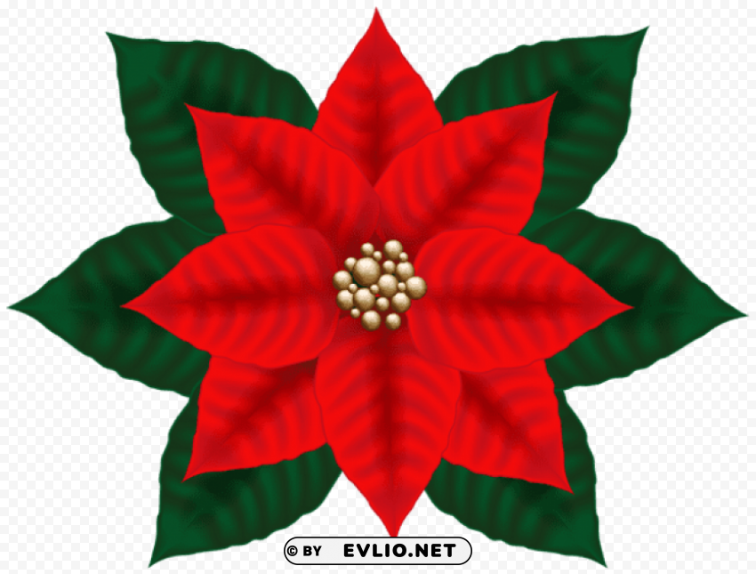christmas poinsettia PNG without background